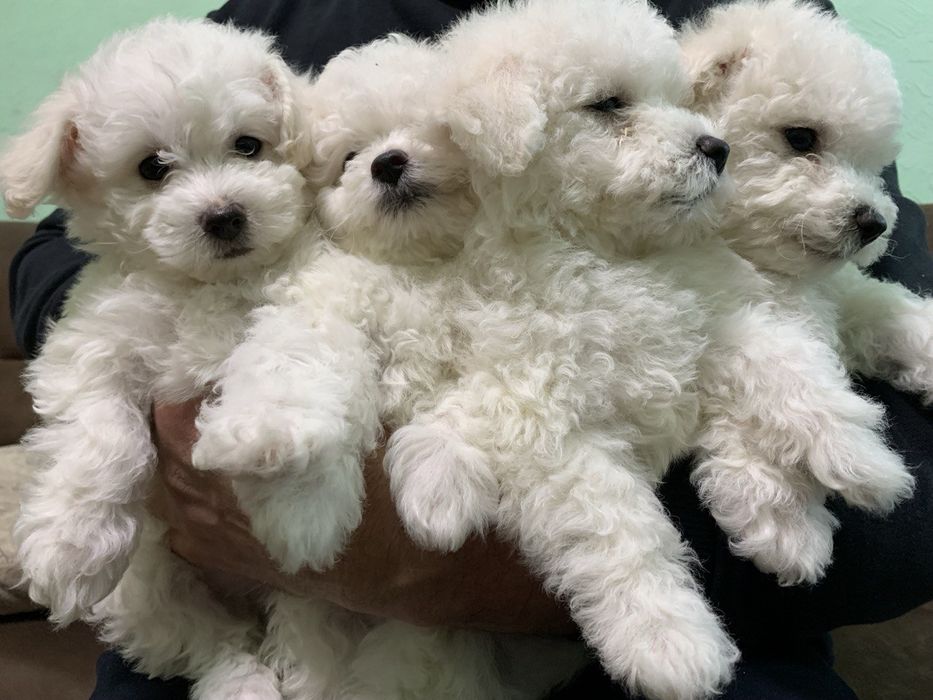 Цуценята Бішон-фрізе