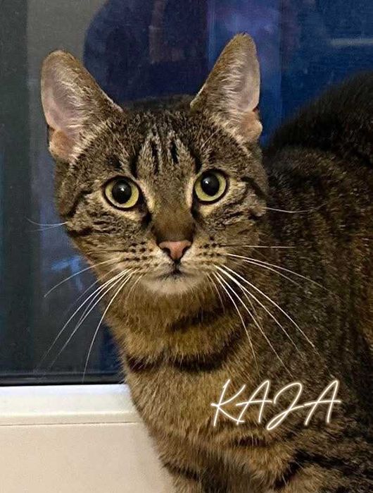 LEIA i KAJA - dwa serca, jedno miejsce przy Twoim boku