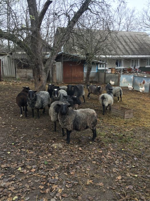Романовские овцы ( баран, овца, ягниця )