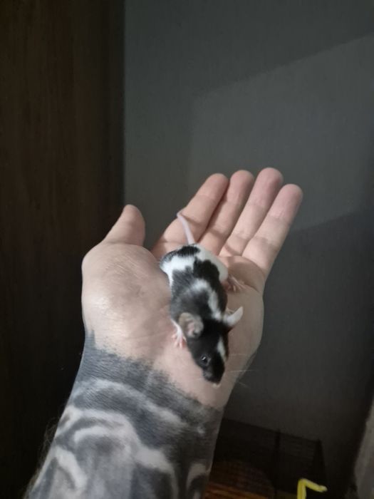 Myszy myszki duża ilość