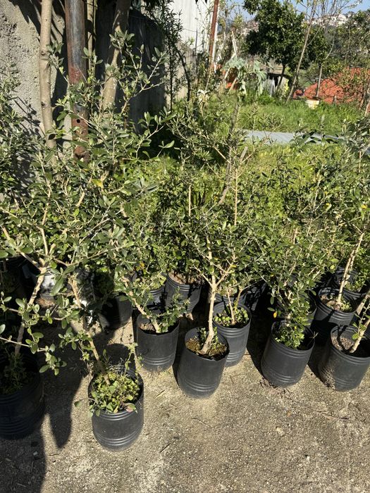 Oliveiras jovens à venda - Plantas resistentes e faceis de cuidar