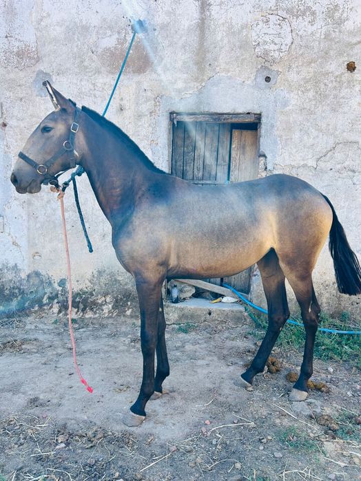 Poldra baia lusitana