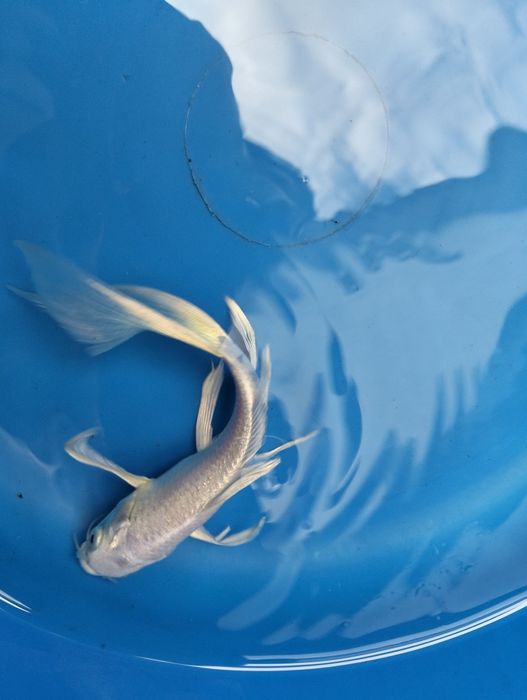 Carpa koi véu platium 15cm