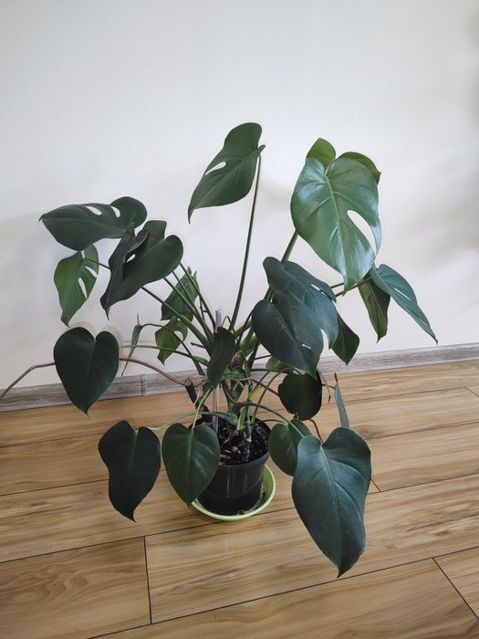 Monstera kwiatek