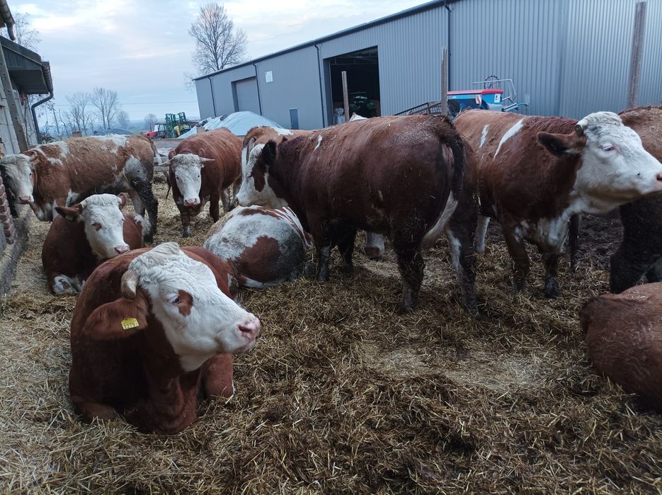Jałówki cielne simental