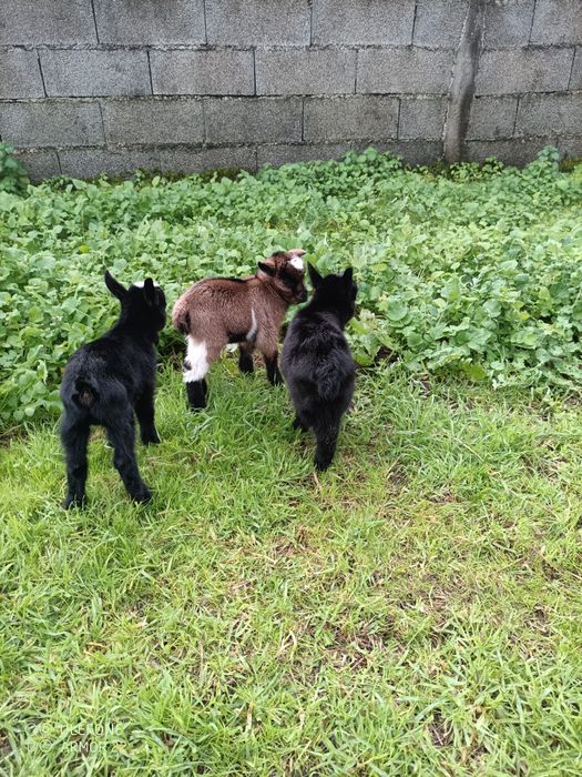 Vendo cabras anãs