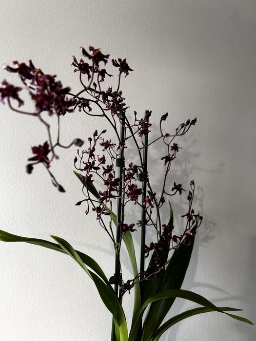 Orquidea oncidium chocolate
