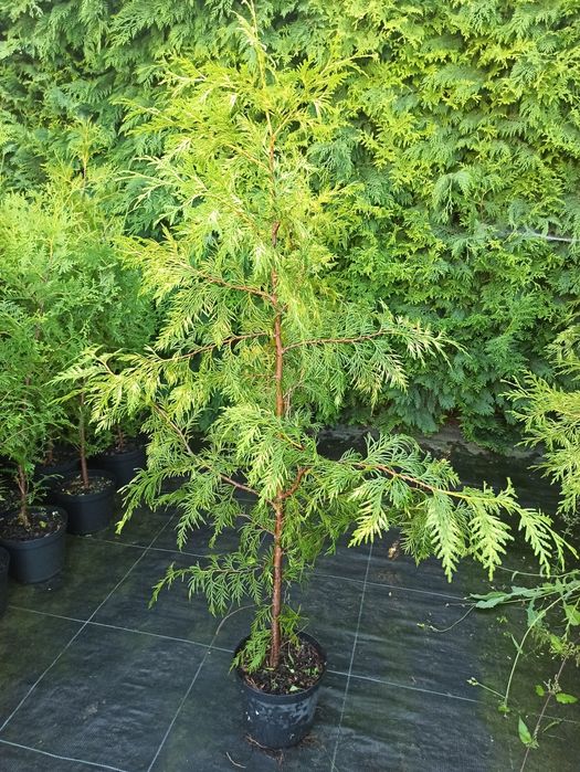 Thuja Brabant, Zerbina wys. 160-170cm