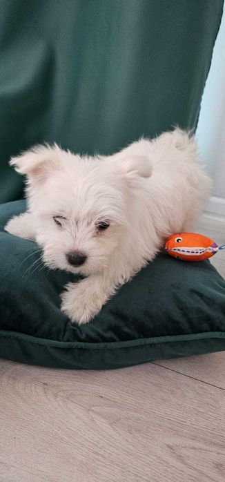 malańczyk dziewczynka do odbioru!!!