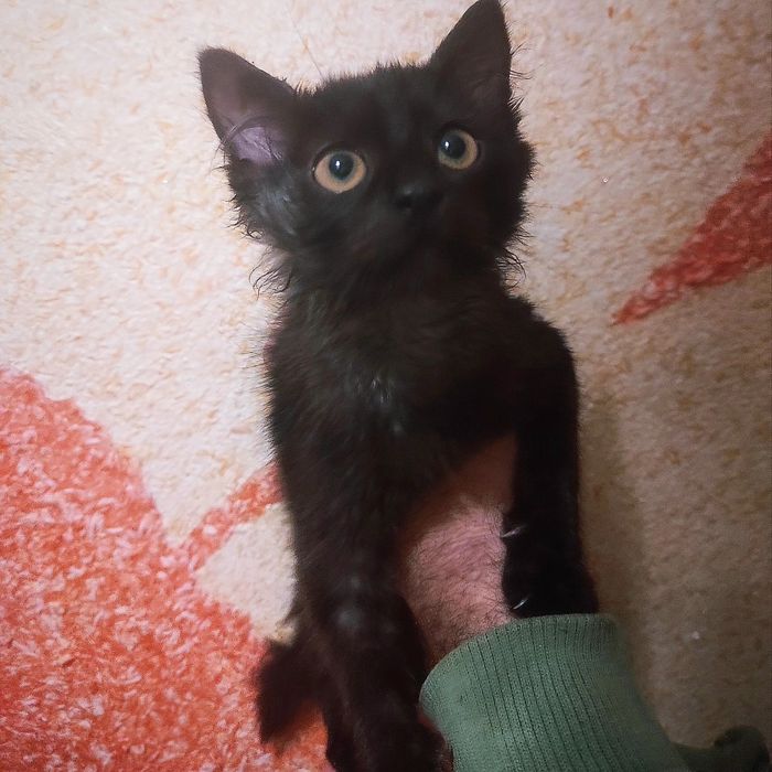 Красиві котики на прилаштування