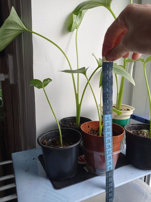 Квітка Калла, кімнатна,