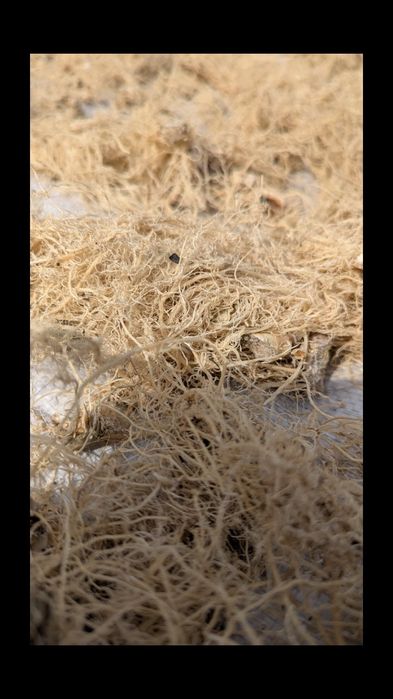 Корінь синюхи блакитної лікарської