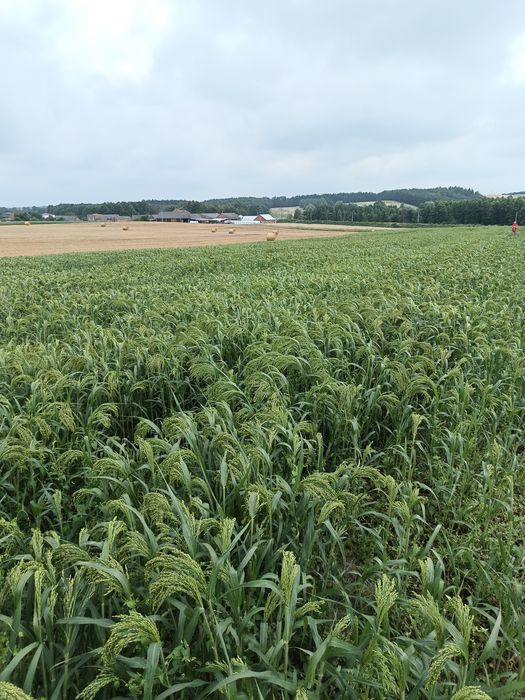 Proso nie pryskane dla papug