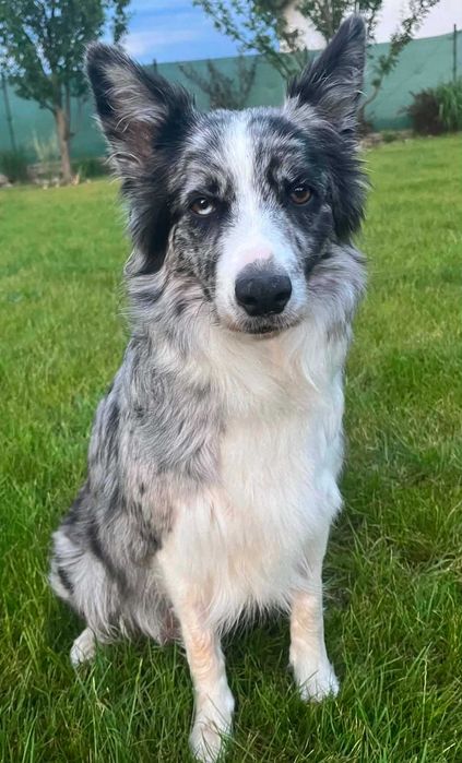 Border Collie blue&white niebieski piesek