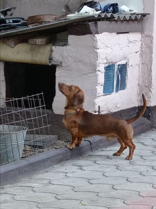 Молодой таксёныш ищет подругу