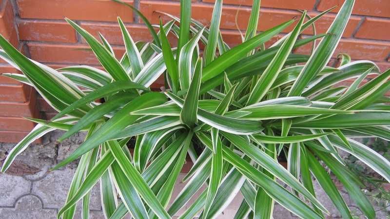 Хлорофитум для интерьера в вазонах