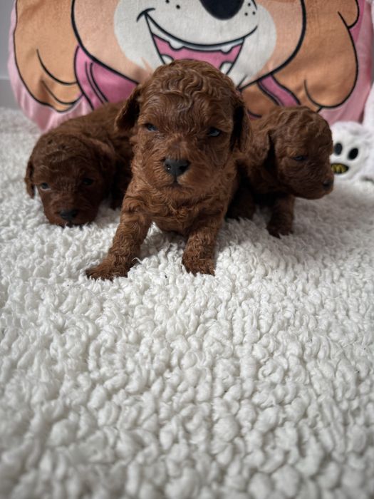 Pudel Toy Red piesek