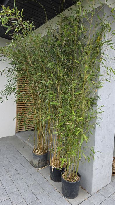 Bambus ponad 200cm