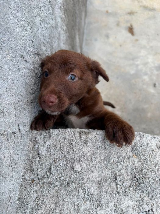 Adoção de cães bebés