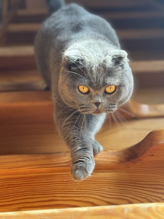 Британські коти, брати, безкоштовно, лише в добрі руки