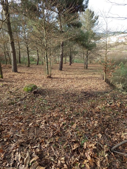 Limpezas e desbastes