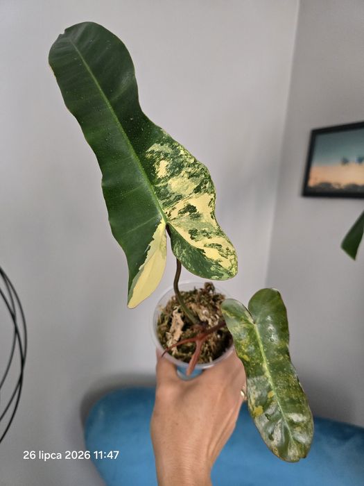 Philodendron  brown beauty variegata