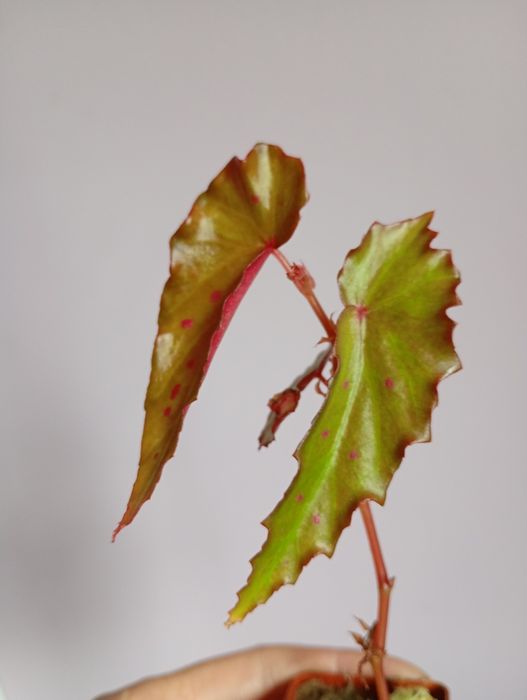 Begonia Amphioxus X Malachosticta, ukorzeniona w mchu