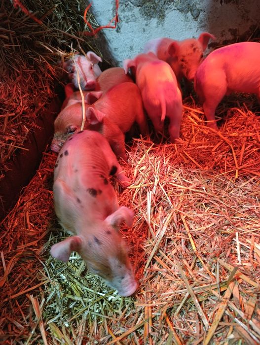 Продам поросят Била велика + Дюрок