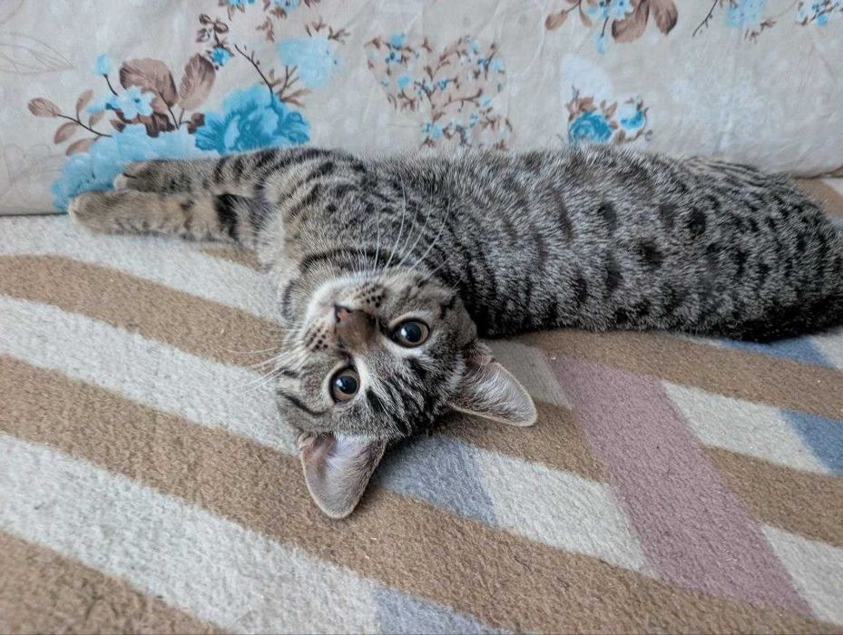 Дівчинка та хлопчик котики у добрі руки