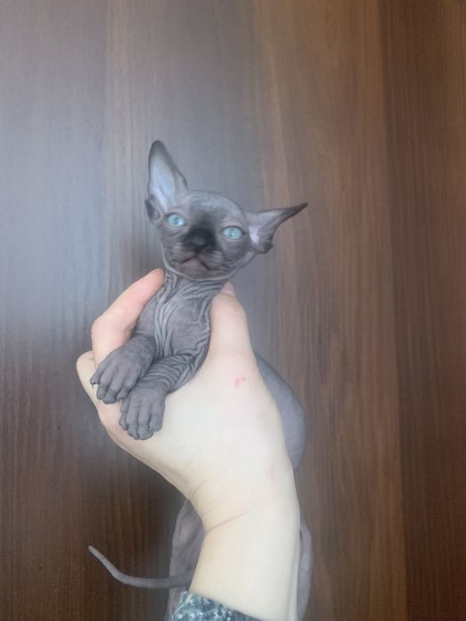 Хлопчик сфінкс Макс