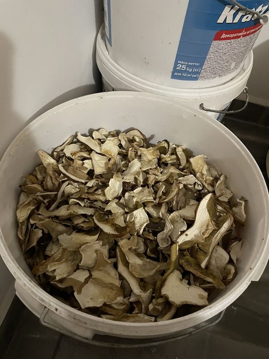 Гриби білі Закарпаття