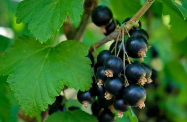 Продам саженцы черной смородины,сливы,вишни