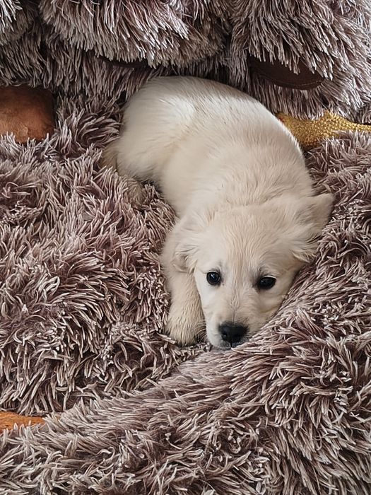 Golden Retriever szczeniak