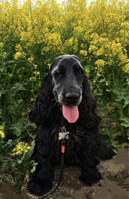 Cocker Spaniel Angielski Pies Bakuś