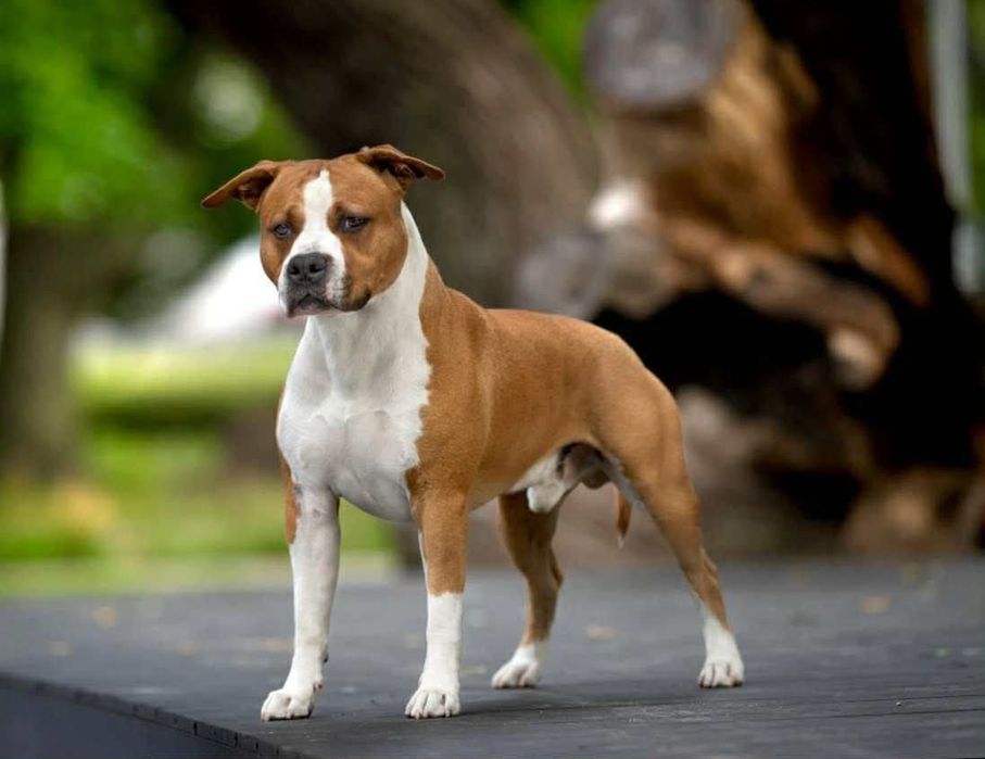 Wyjątkowy samiec American Staffordshire Terrier (amstaff) ZKwP/FCI