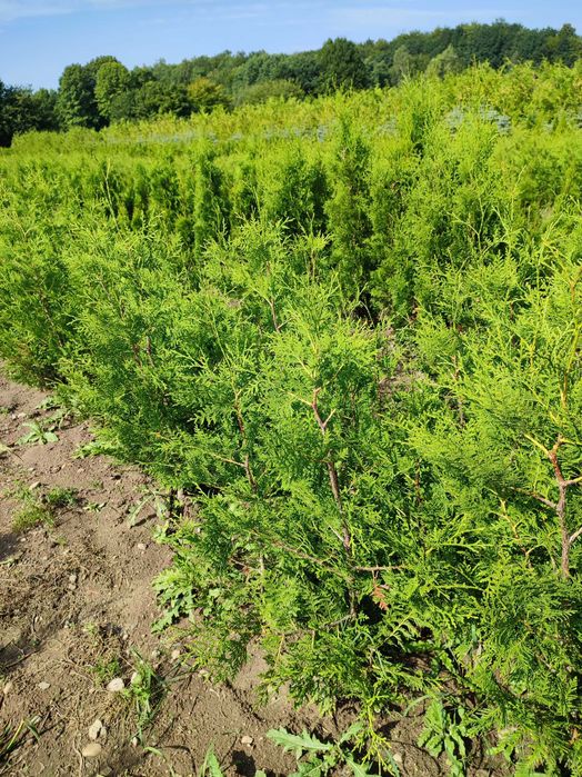 TUJA BRABANT  tanio 10 zł/szt. 1-1,3 m wys. PRODUCENT
