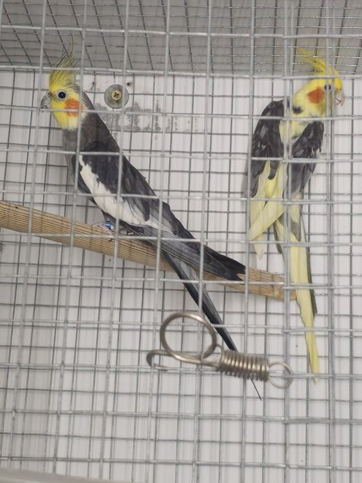 Casais de Caturras para cedencia