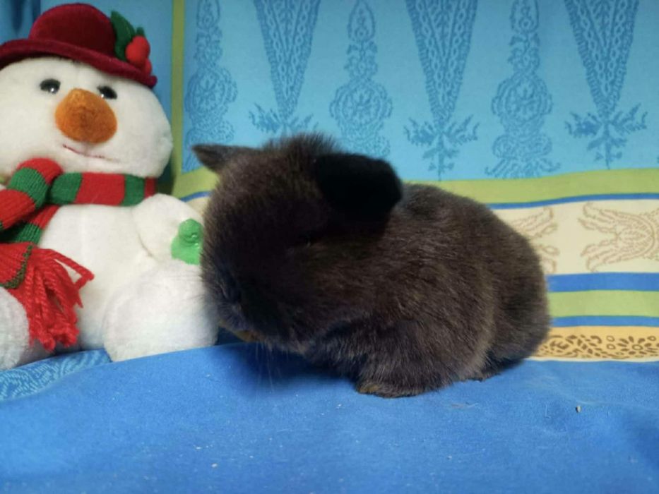 Sprzedam króliczki mini loop mini lop niebieskookie