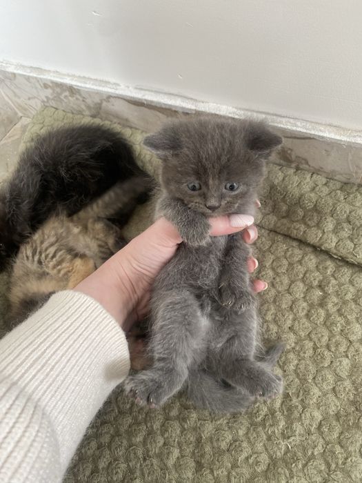 віддам котят в добрі руки (безкоштовно) Коломия