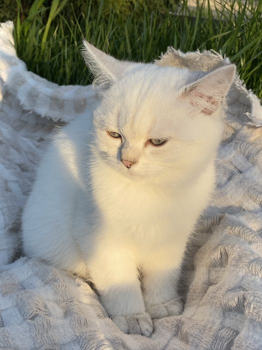 Серебристая шиншилла