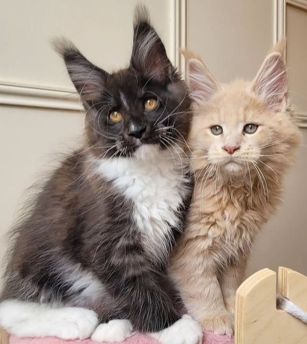 Кошенята мейн кунів