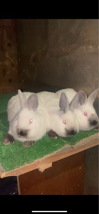 Самці каліфорнія