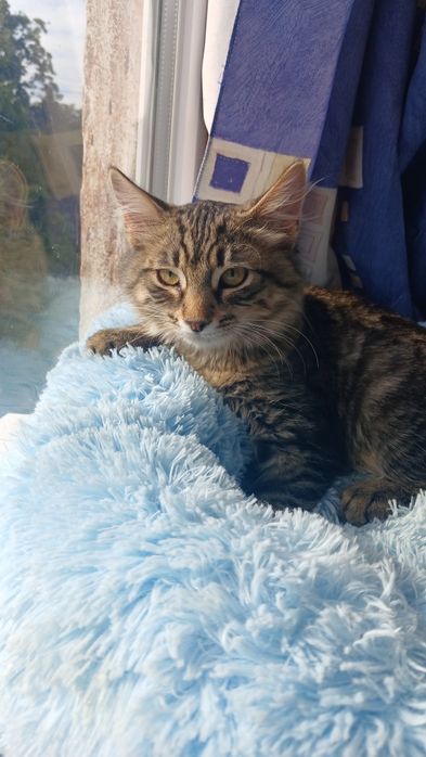 Пушистый котёнок лесного окраса ищет дом! Котята в хорошие руки!