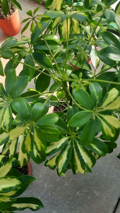 Шефлера белая и зеленая: 350 грн. - Кімнатні рослини Одеса на Olx