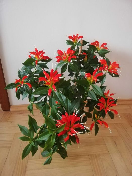 Eszynantus kwiat doniczkowy.