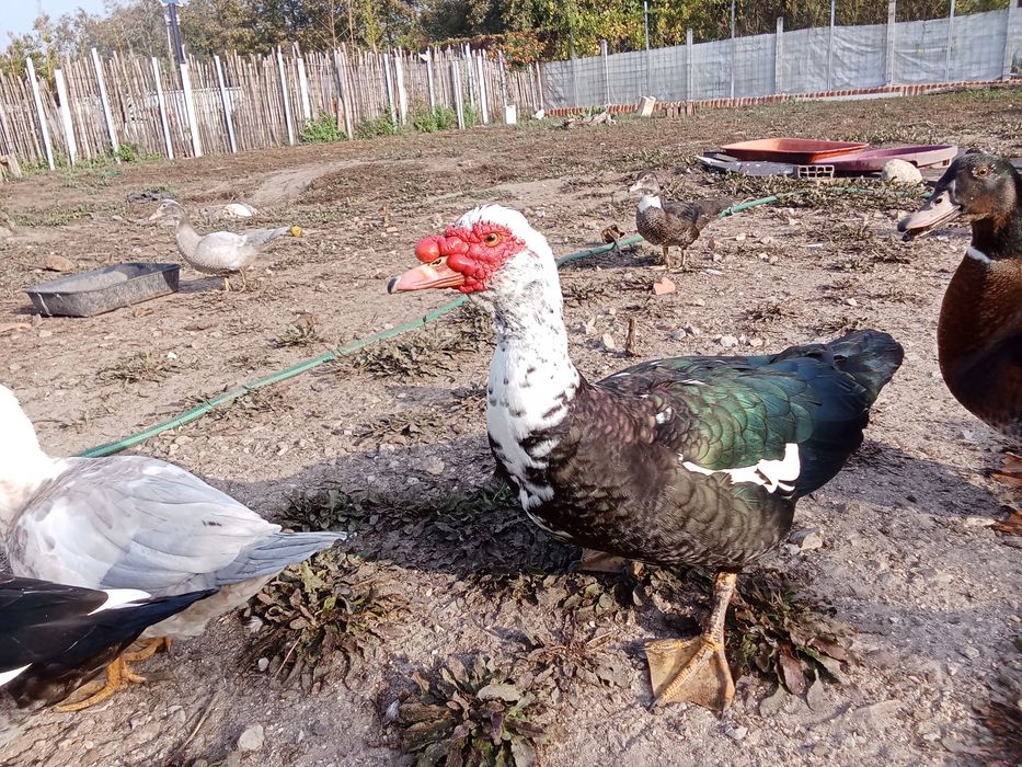 Patos Mudos 2026