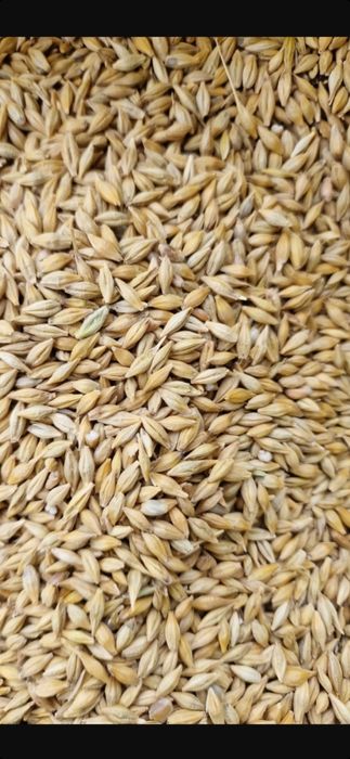 Jęczmień, Pszenżyto, Żyto