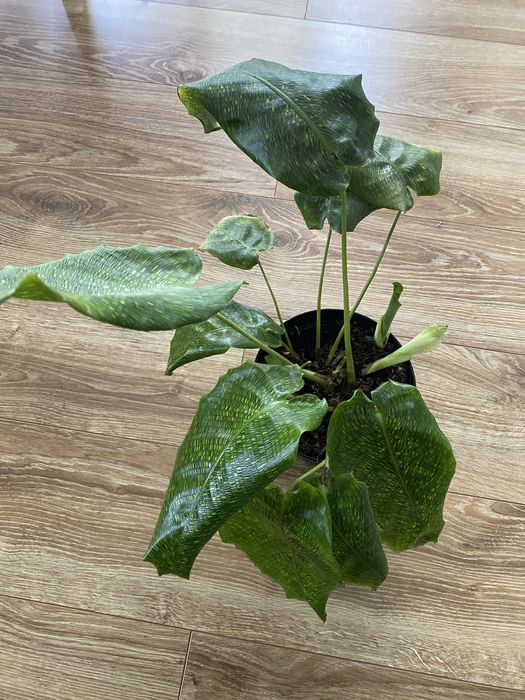 Calathea network