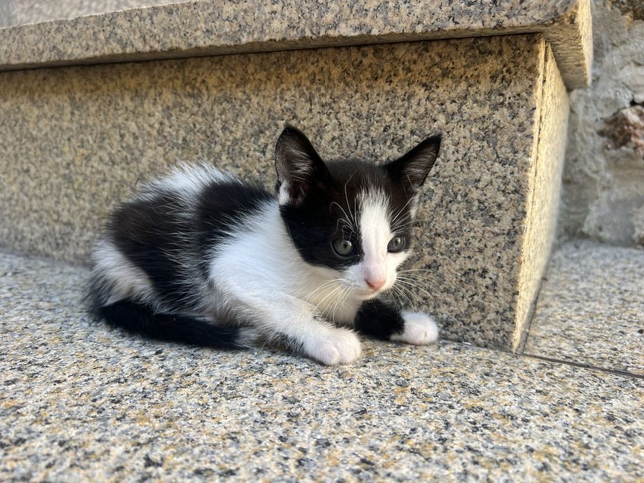Gatinhos para adoçao