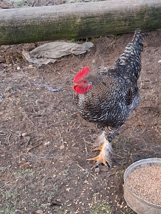 Koguty kogutki mlode